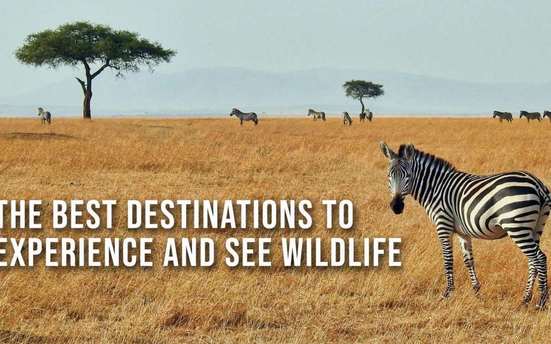 The Best Destinations to Experience and See Wildlife