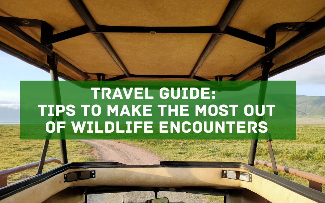 Travel Guide: Tips to Make the Most Out of Wildlife Encounters